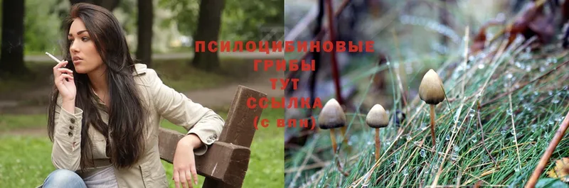 Псилоцибиновые грибы Magic Shrooms  Бакал 